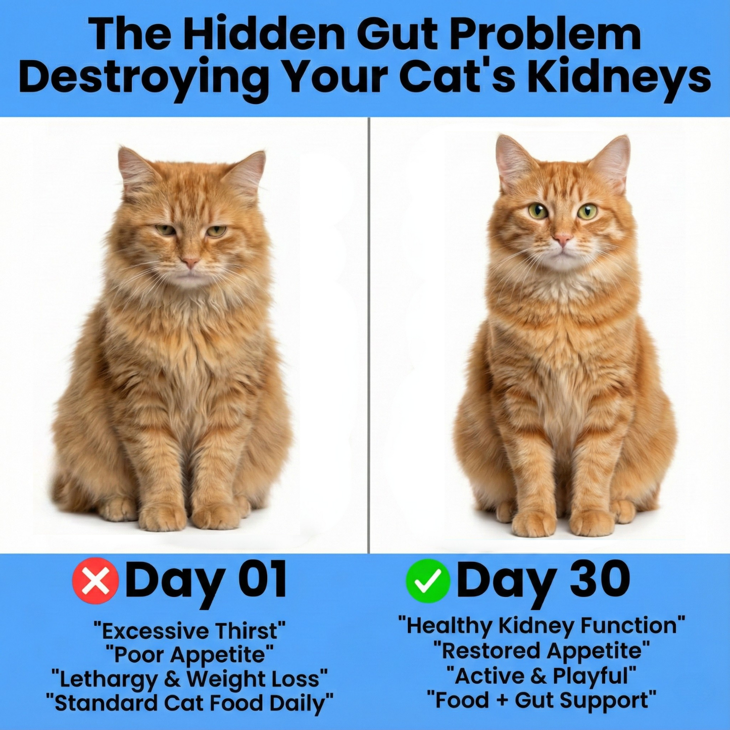 Stop Kidney Function Loss Before It's Irreversible with Purro™ Advanced Cat Probiotic